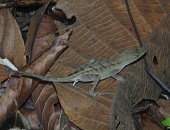 Anolis wilsoni