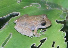 Craugastor aurilegulus