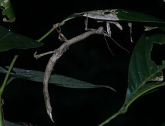 Pterinoxylus spinulosus