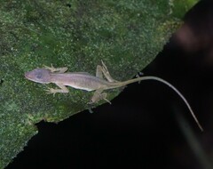 Anolis zeus