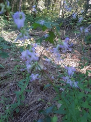 Campanula prenanthoides
