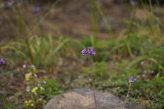Dichelostemma multiflorum
