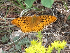 Speyeria coronis halcyone