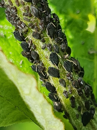 Black Bean Aphid