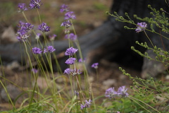 Dichelostemma multiflorum