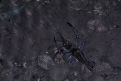 Macrobrachium carcinus