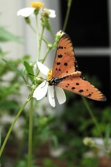 Acraea terpsicore