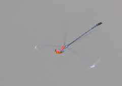 Neoneura aaroni