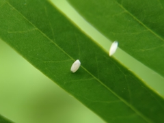 Eurema hecabe hecabe
