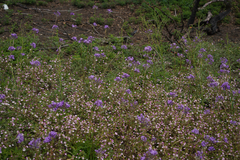 Dichelostemma multiflorum