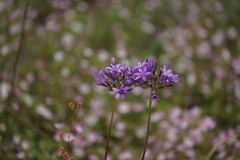 Dichelostemma multiflorum