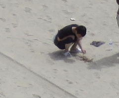 Metacarcinus magister