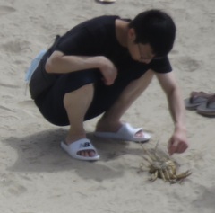 Metacarcinus magister