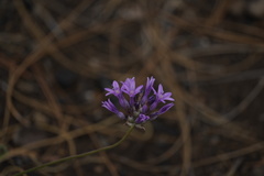 Dichelostemma multiflorum