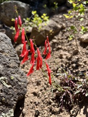 Penstemon barbatus