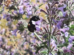 Bombus subterraneus