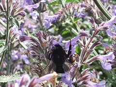 Bombus subterraneus