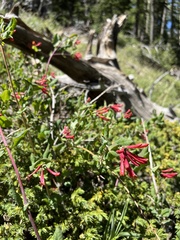 Lonicera arizonica
