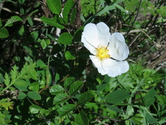 Rosa maximowicziana