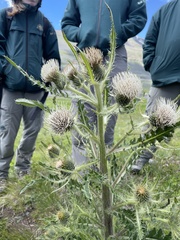 Cirsium hookerianum