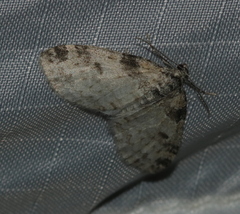 Lobophora