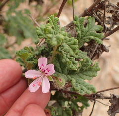Pelargonium quercifolium