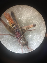 Omocestus haemorrhoidalis