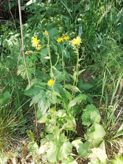 Crepis lyrata