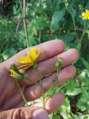Crepis lyrata