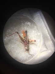 Omocestus haemorrhoidalis