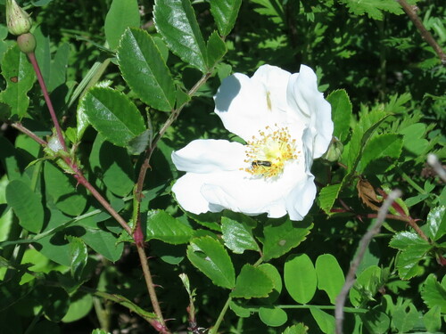 Image of Maximowicz’s Rose (Rosa maximowicziana) by (c) Repina Tatyana, some rights reserved (CC BY)