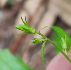 Campanula prenanthoides