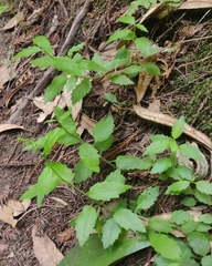 Campanula prenanthoides