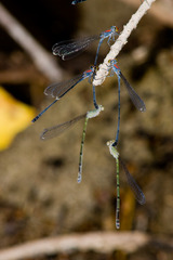Neoneura aaroni