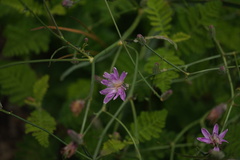 Stephanomeria lactucina