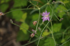 Stephanomeria lactucina