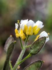 Draba glabella