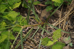 Stephanomeria lactucina