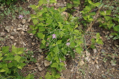 Stephanomeria lactucina