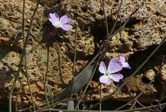 Ricotia cretica