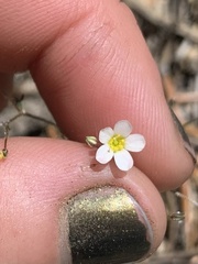 Linanthus inyoensis