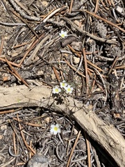Linanthus inyoensis