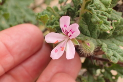 Pelargonium quercifolium