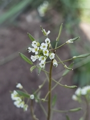 Draba subamplexicaulis