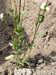 Draba subamplexicaulis