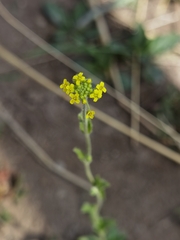 Draba eriopoda