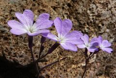 Ricotia cretica