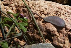Ricotia cretica