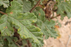Pelargonium quercifolium