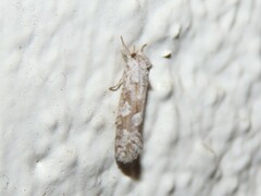 Acrolophus forbesi